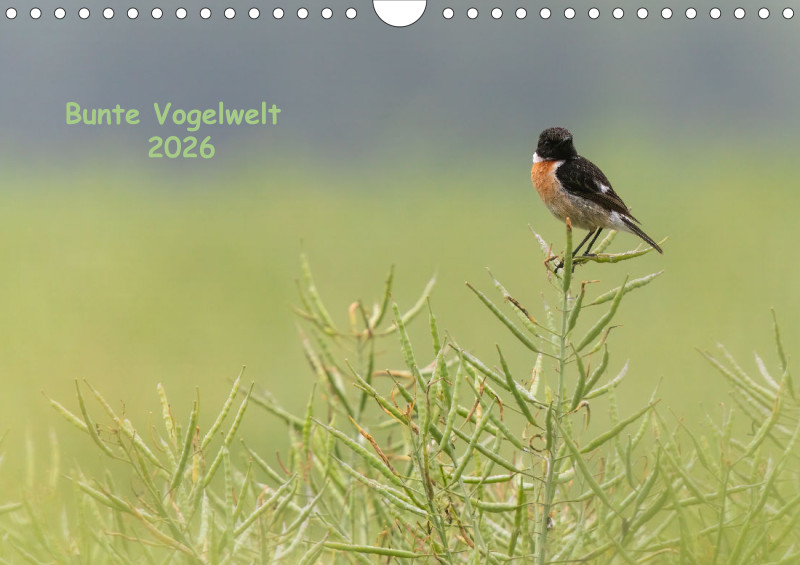 Vögel I