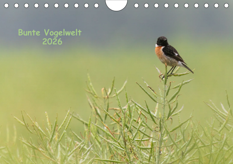 Vögel I