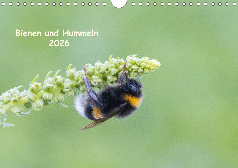 Bienen/Hummeln