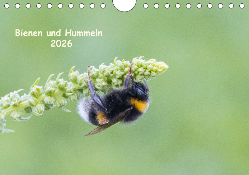 Bienen/Hummeln