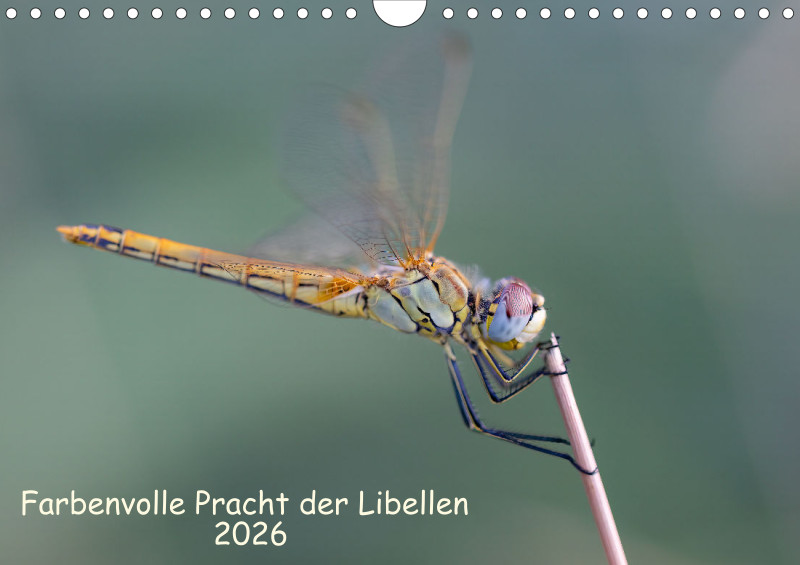 Libellen