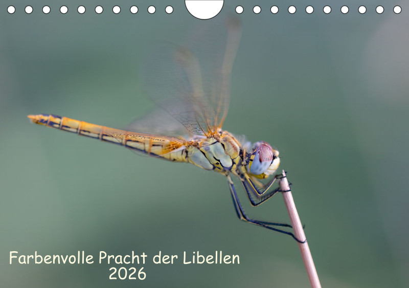 Libellen