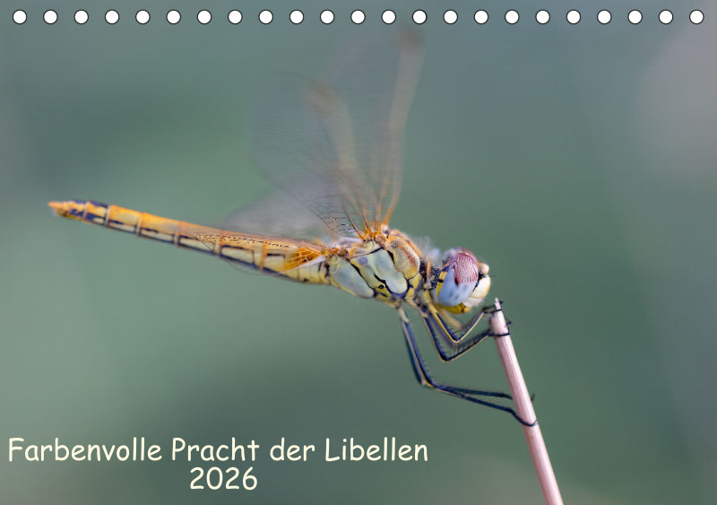 Libellen