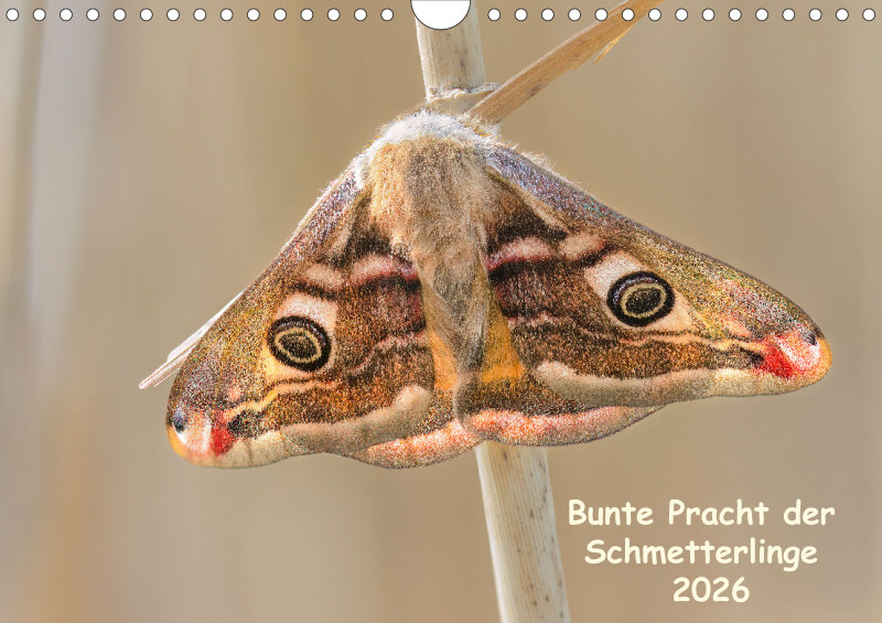 Schmetterlinge