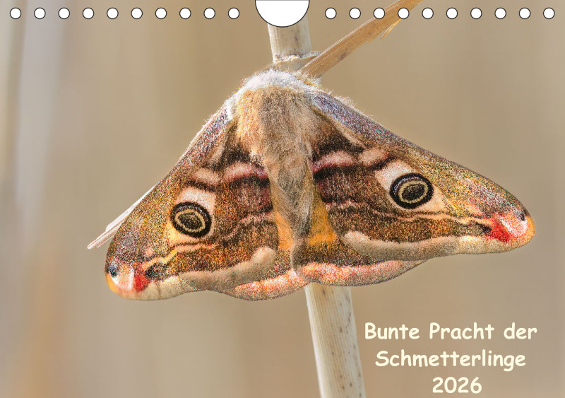 Schmetterlinge