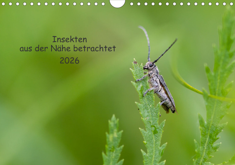 Insekten