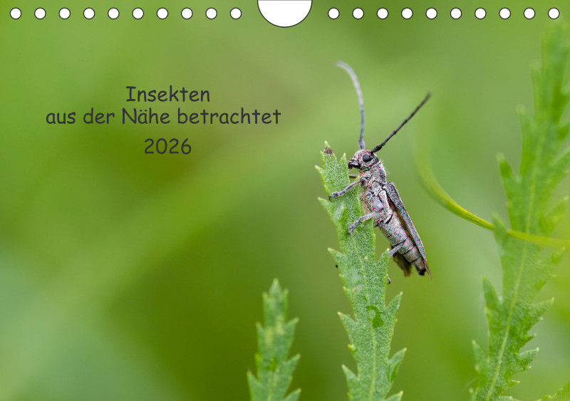 Insekten
