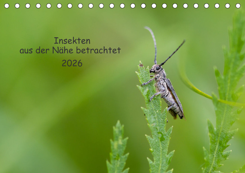 Insekten