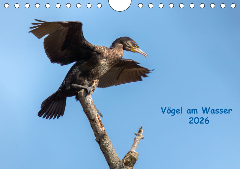 Vögel am Wasser