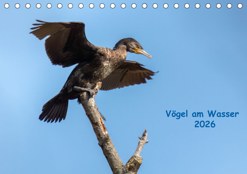 Vögel am Wasser