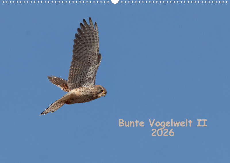 Vögel II