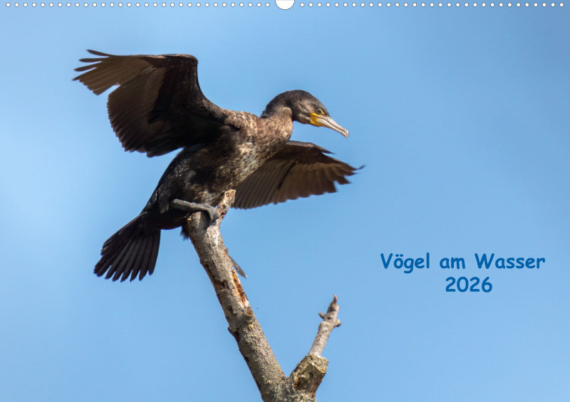 Vögel am Wasser