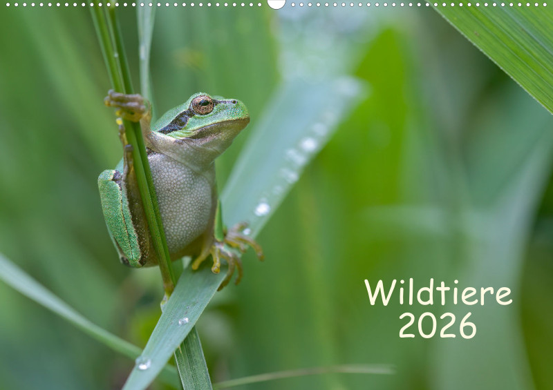 Wildtiere