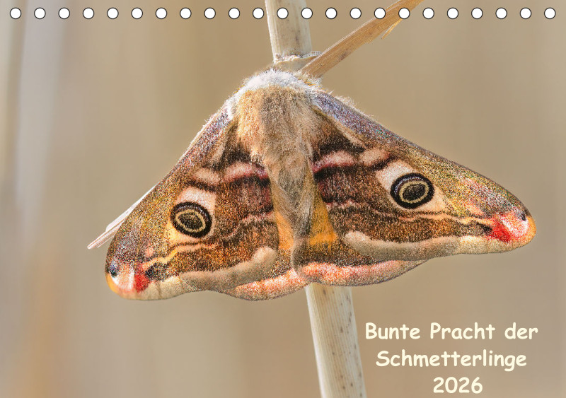 Schmetterlinge