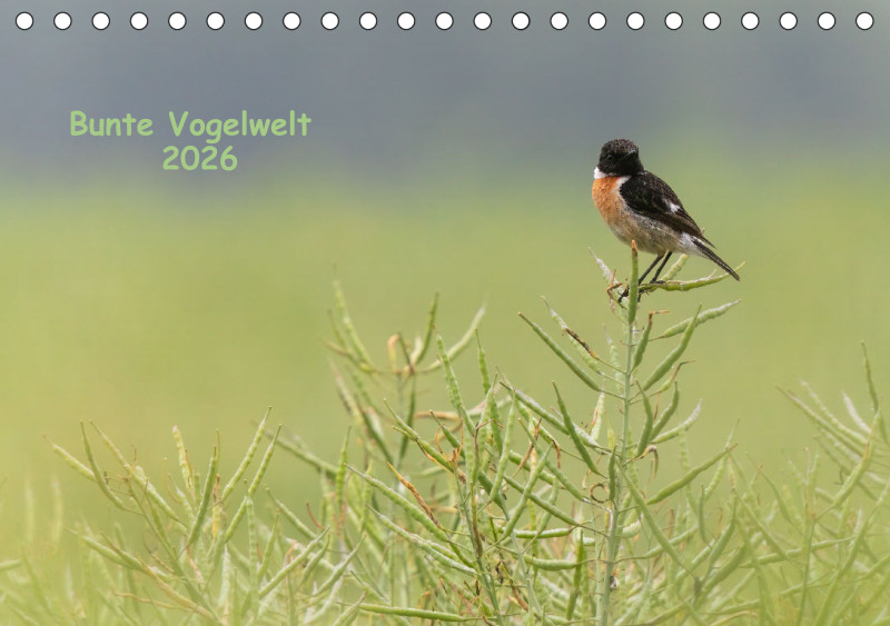 Vögel I