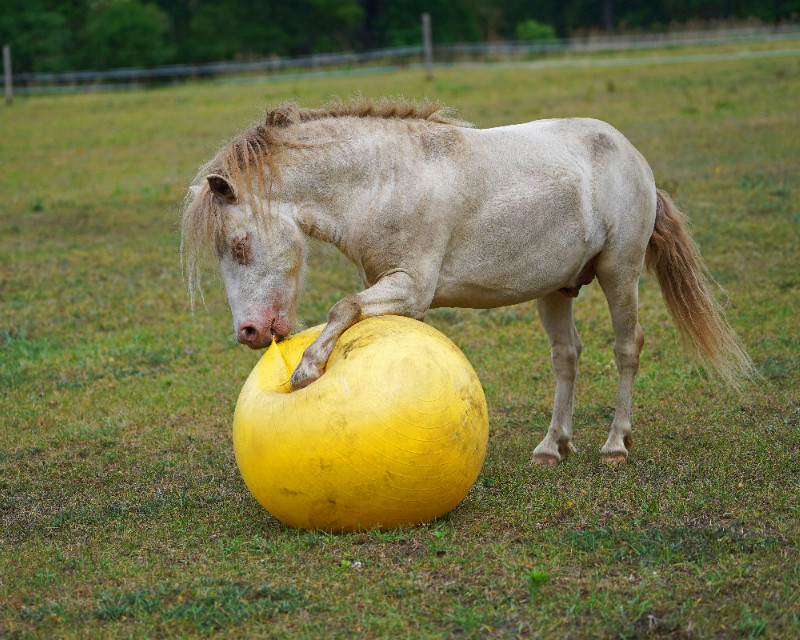 Fredo mit Ball