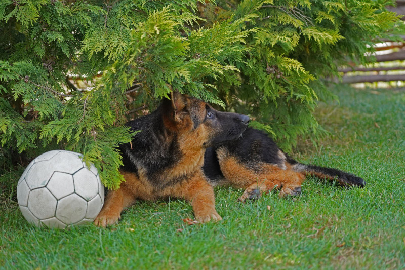 Kissen 60x40 Schäferhund