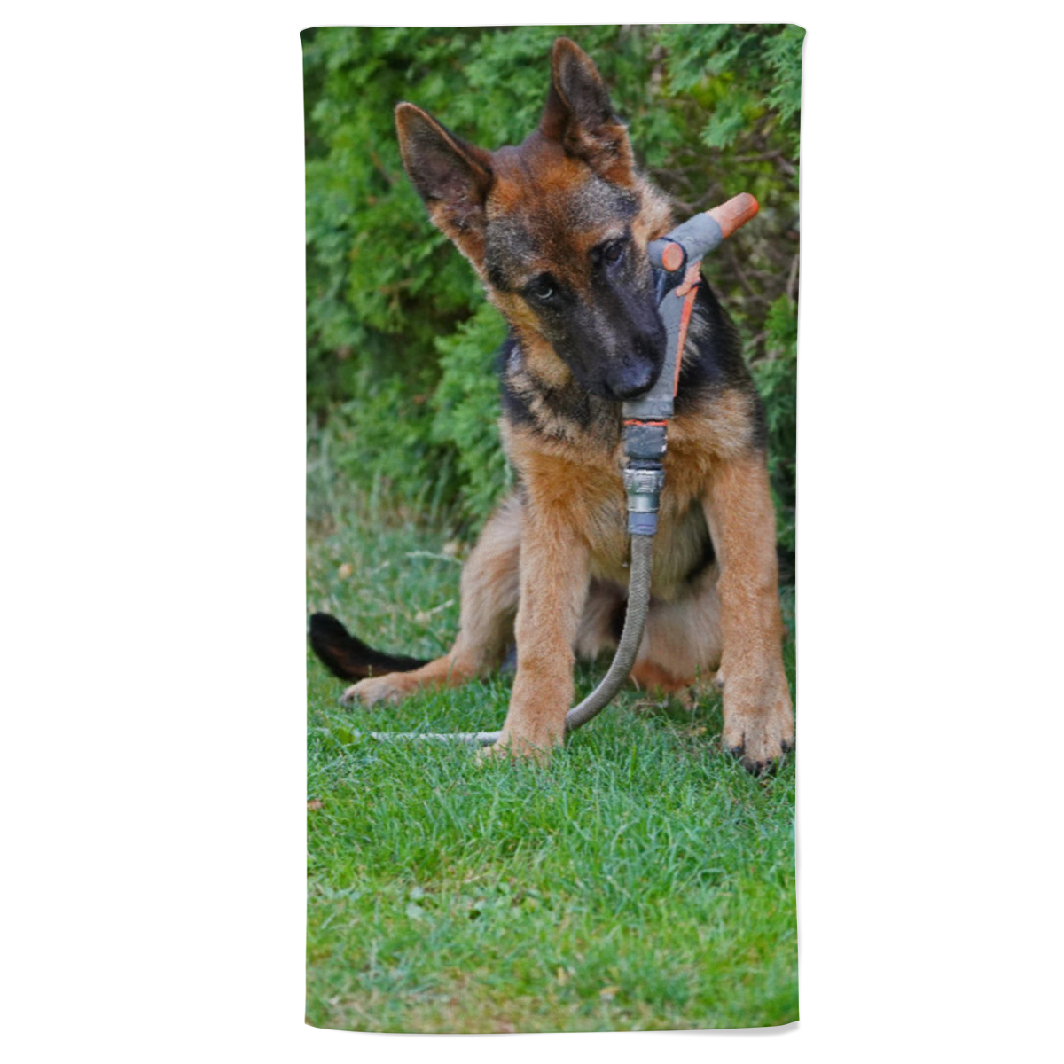 Fotohandtuch Schäferhund mit Gartenschlauch