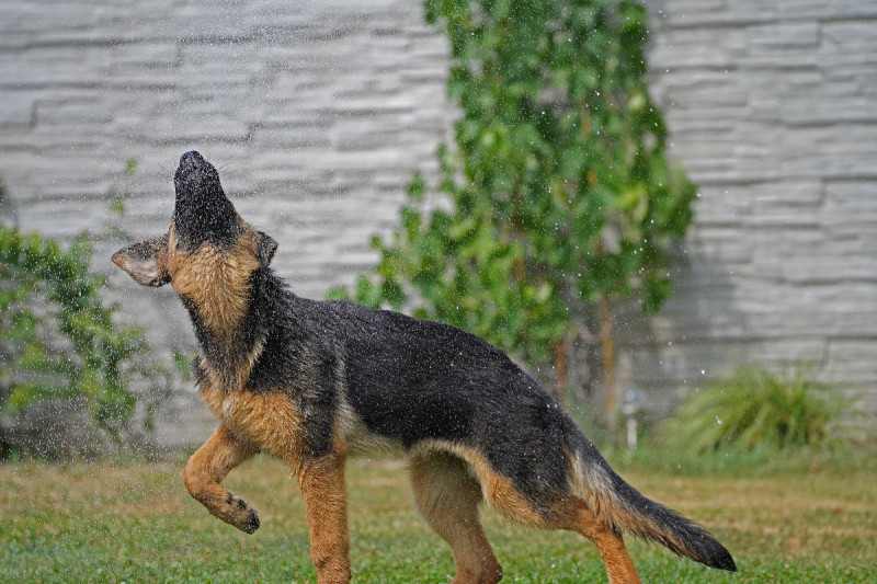Schäferhündin im Regen