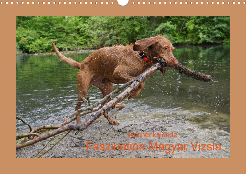 2026 A3 Wochenkalender Faszination Magyar Vizsla