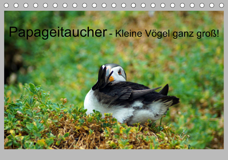 2025 Tischkalender A5 Papageitaucher - Kleine Vögel ganz groß!