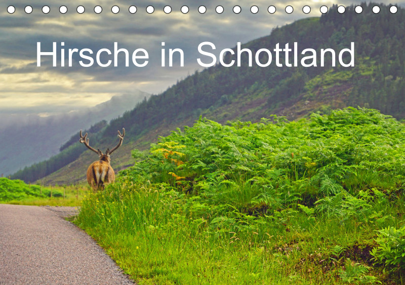 2025 A5 Hirsche in Schottland