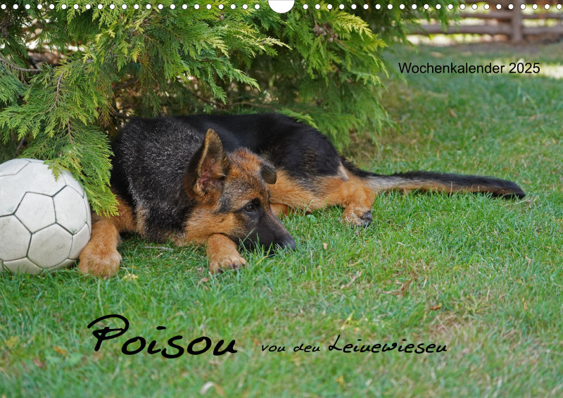 A3 2025 Wochenkalender Schäferhund