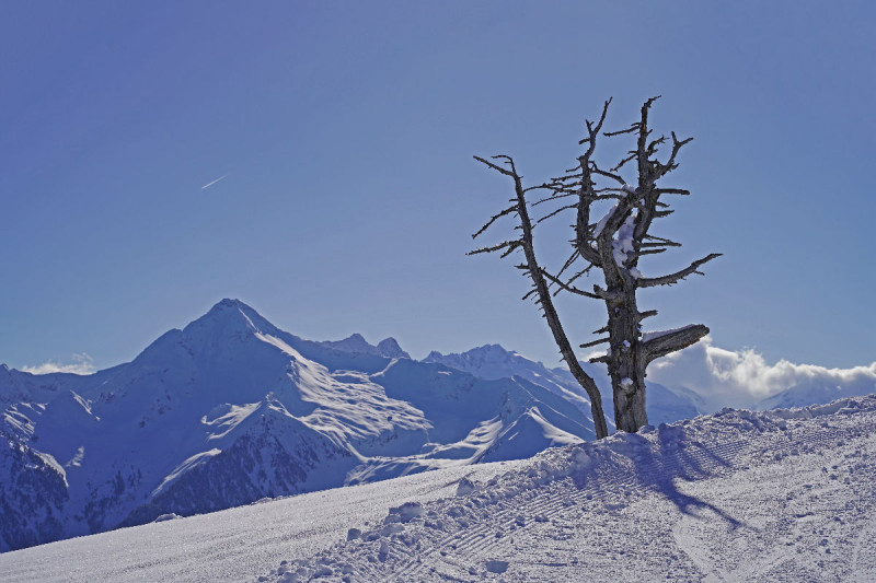 Abgestorbener Baum im Schnee vor Alpenpanorama