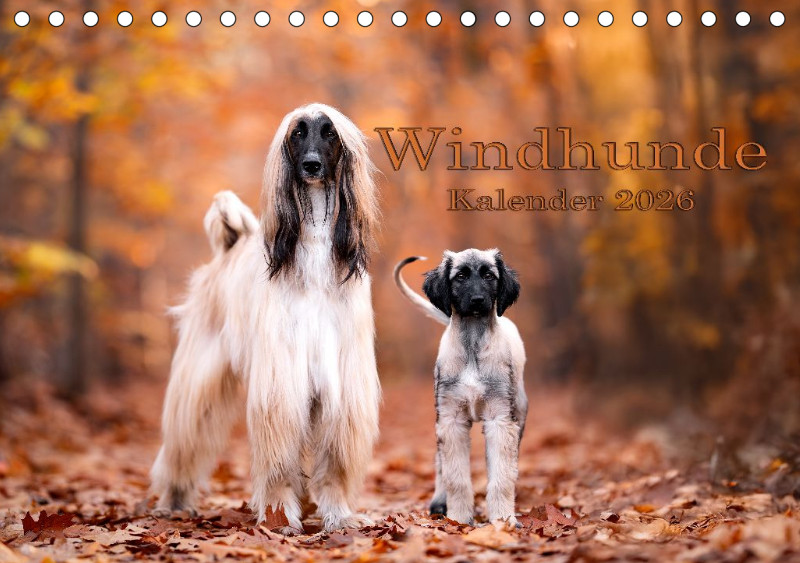 Windhunde Tischkalender 2026 A5