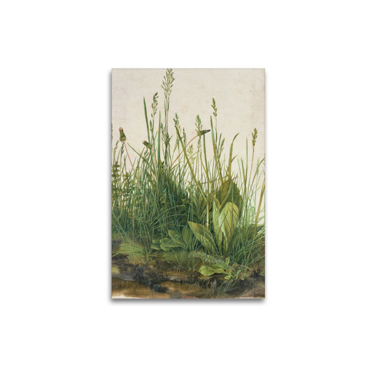 Premium-Leinwand Dürer