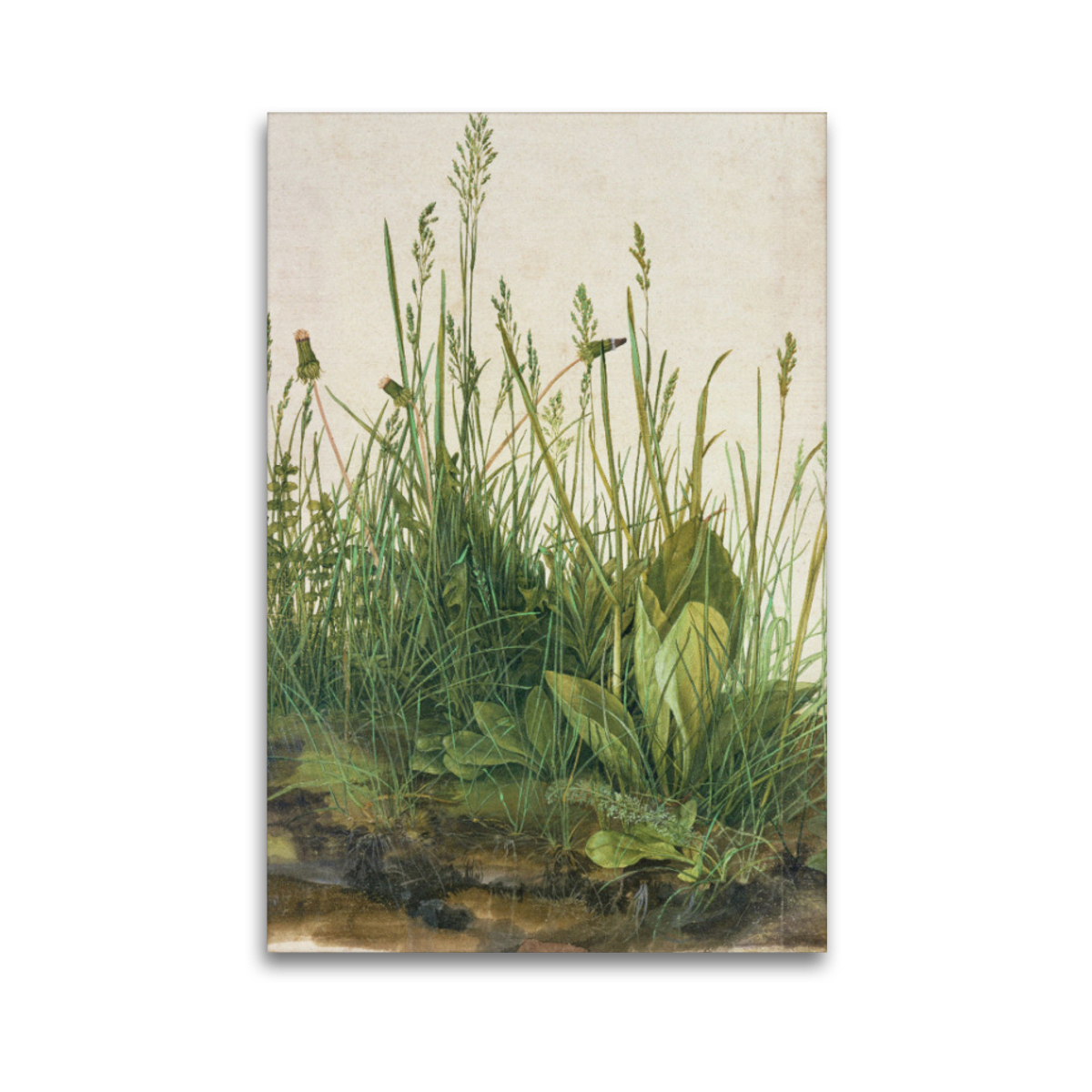Premium-Leinwand Dürer