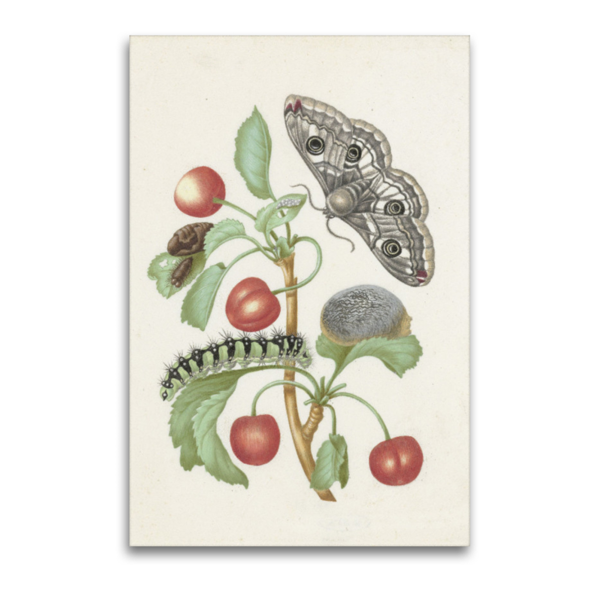 Premium-Leinwand Merian