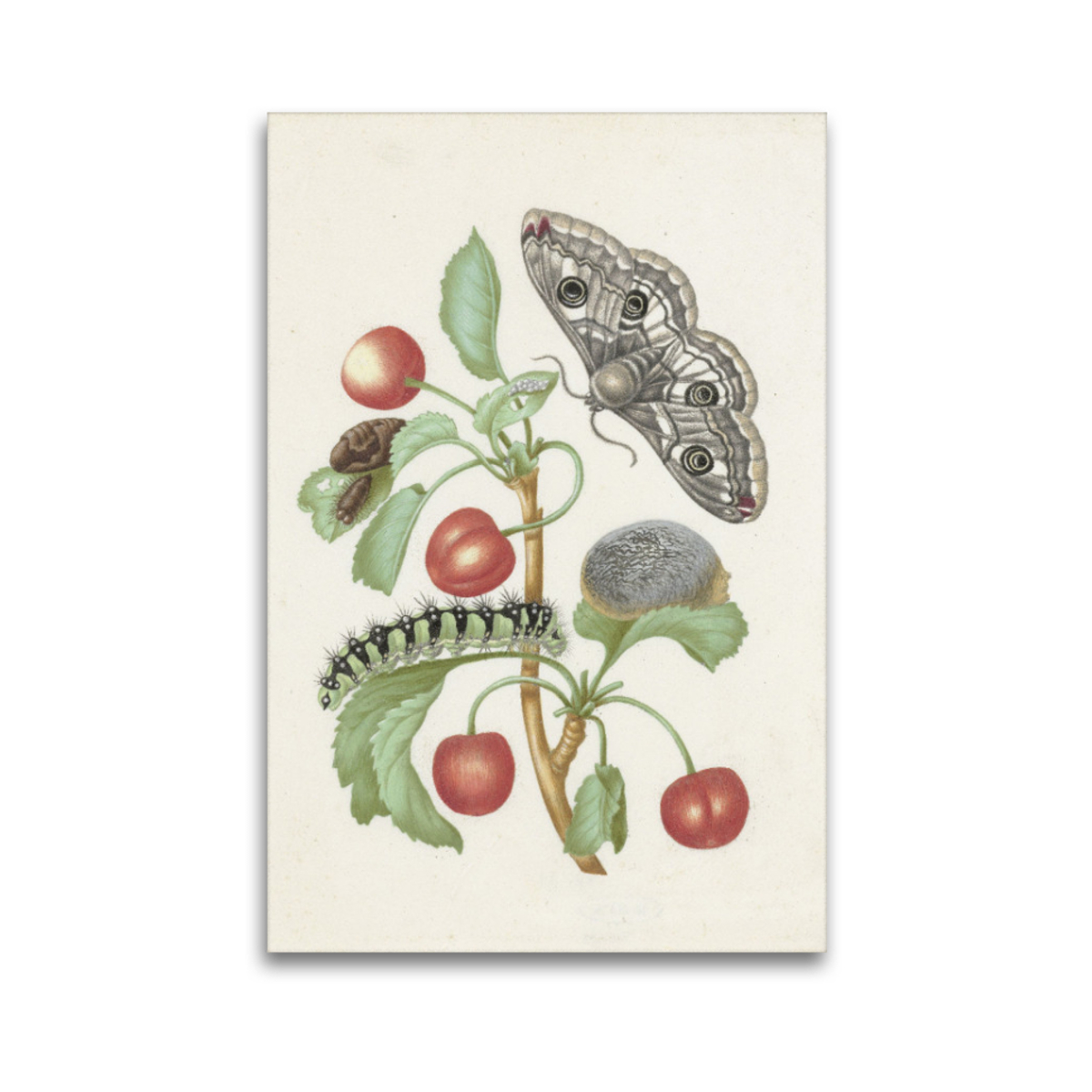 Premium-Leinwand Merian