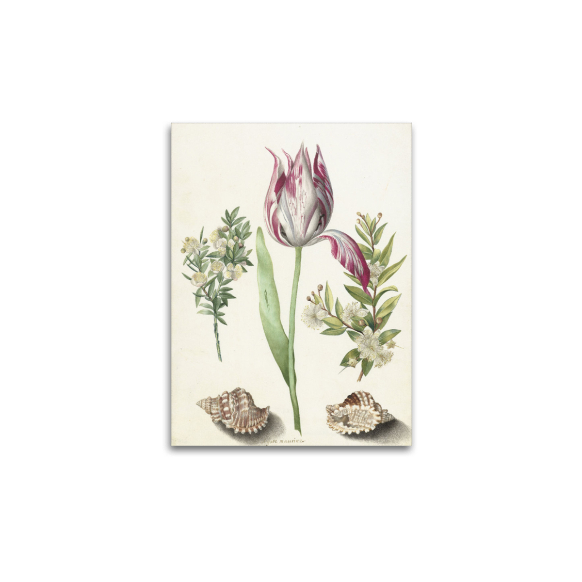 Premium-Leinwand Merian