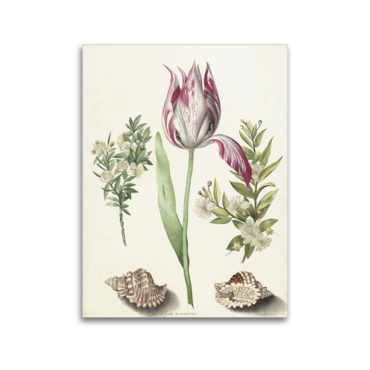 Premium-Leinwand Merian